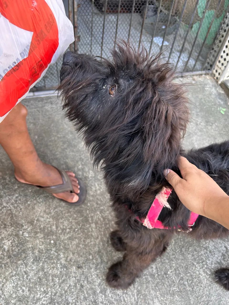 Doguinha - cachorrinha abandonada - Foto 3