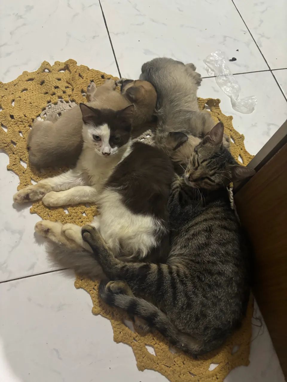 Selagem  - Foto 4