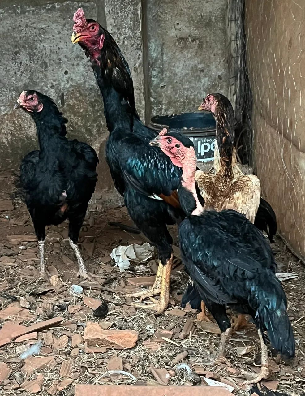 Frango e galinhas Índia 
