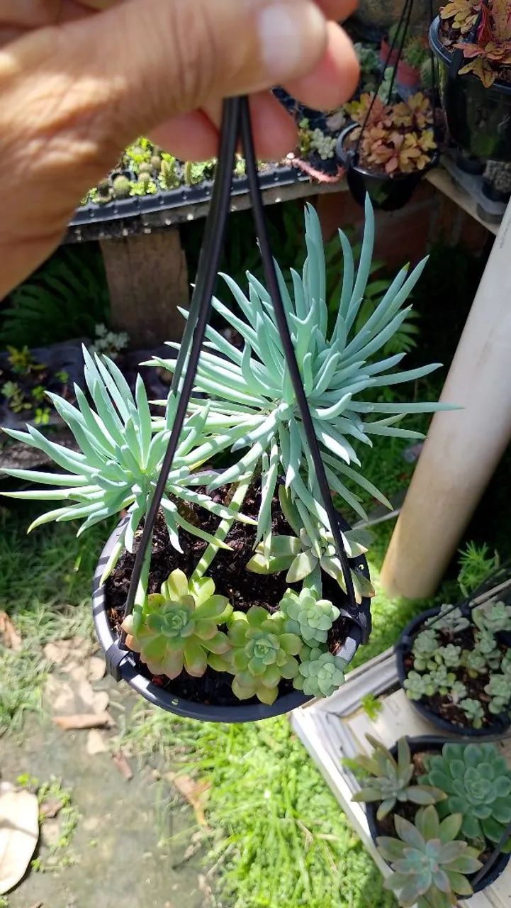 arranjos de suculentas  - Foto 3
