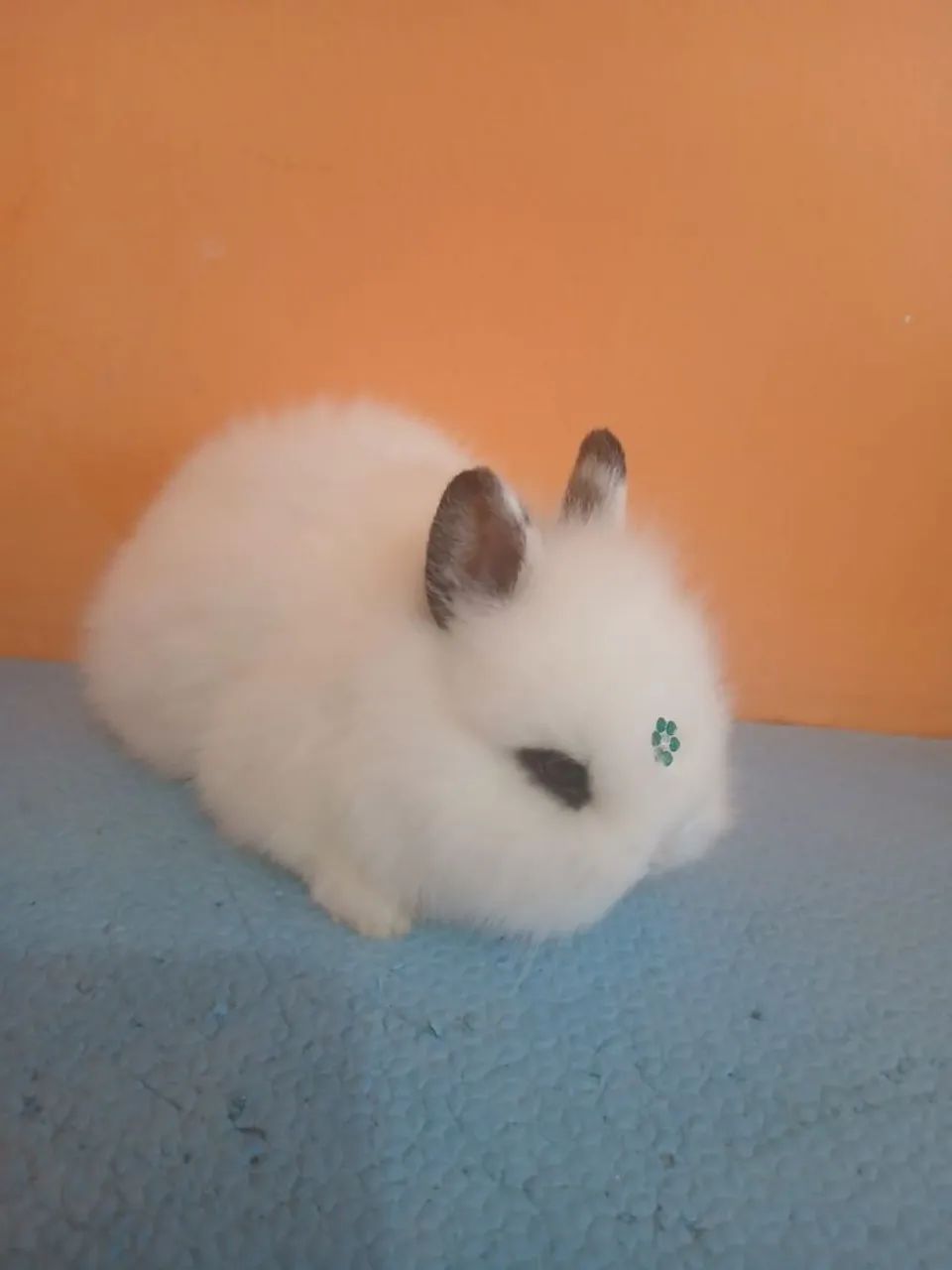 Coelhinhos netherland Dwarf  - Foto 2