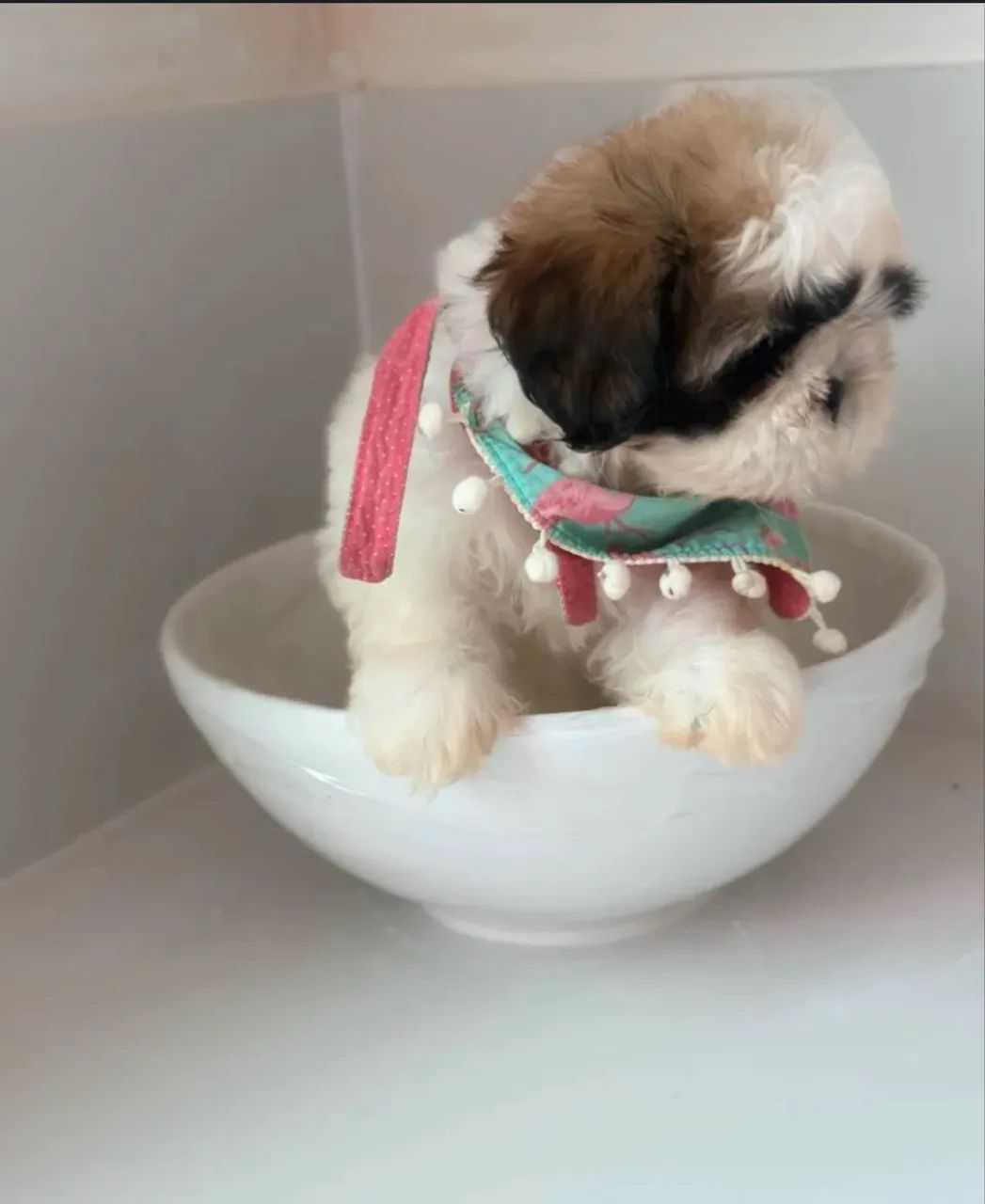 Shihtzu puro - Foto 3