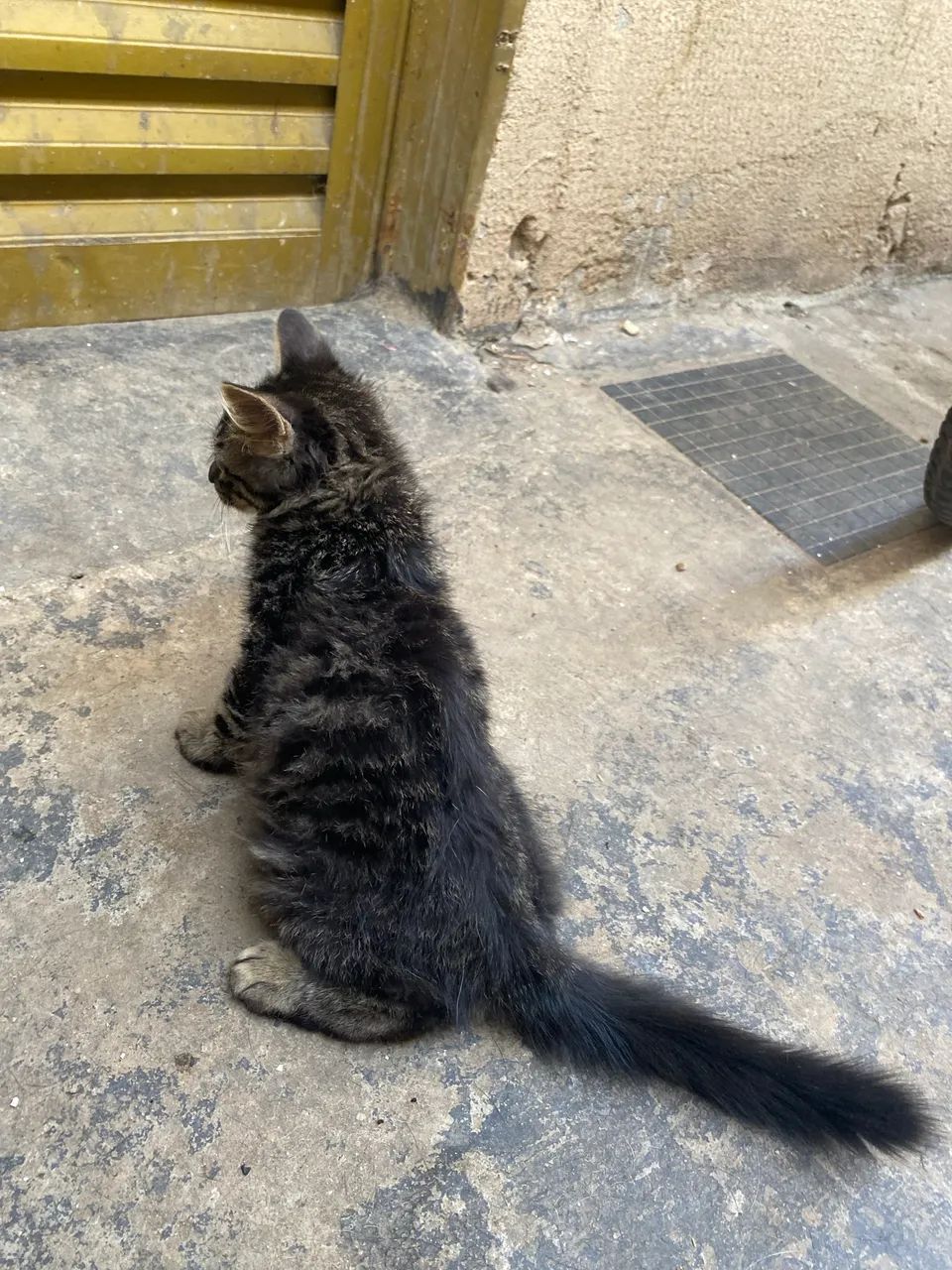 Gato - Foto 2