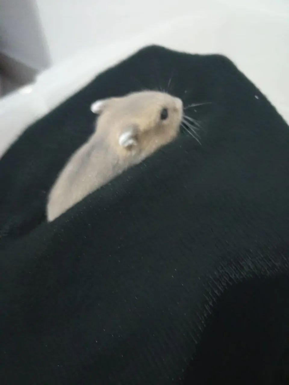 Hamister  - Foto 5