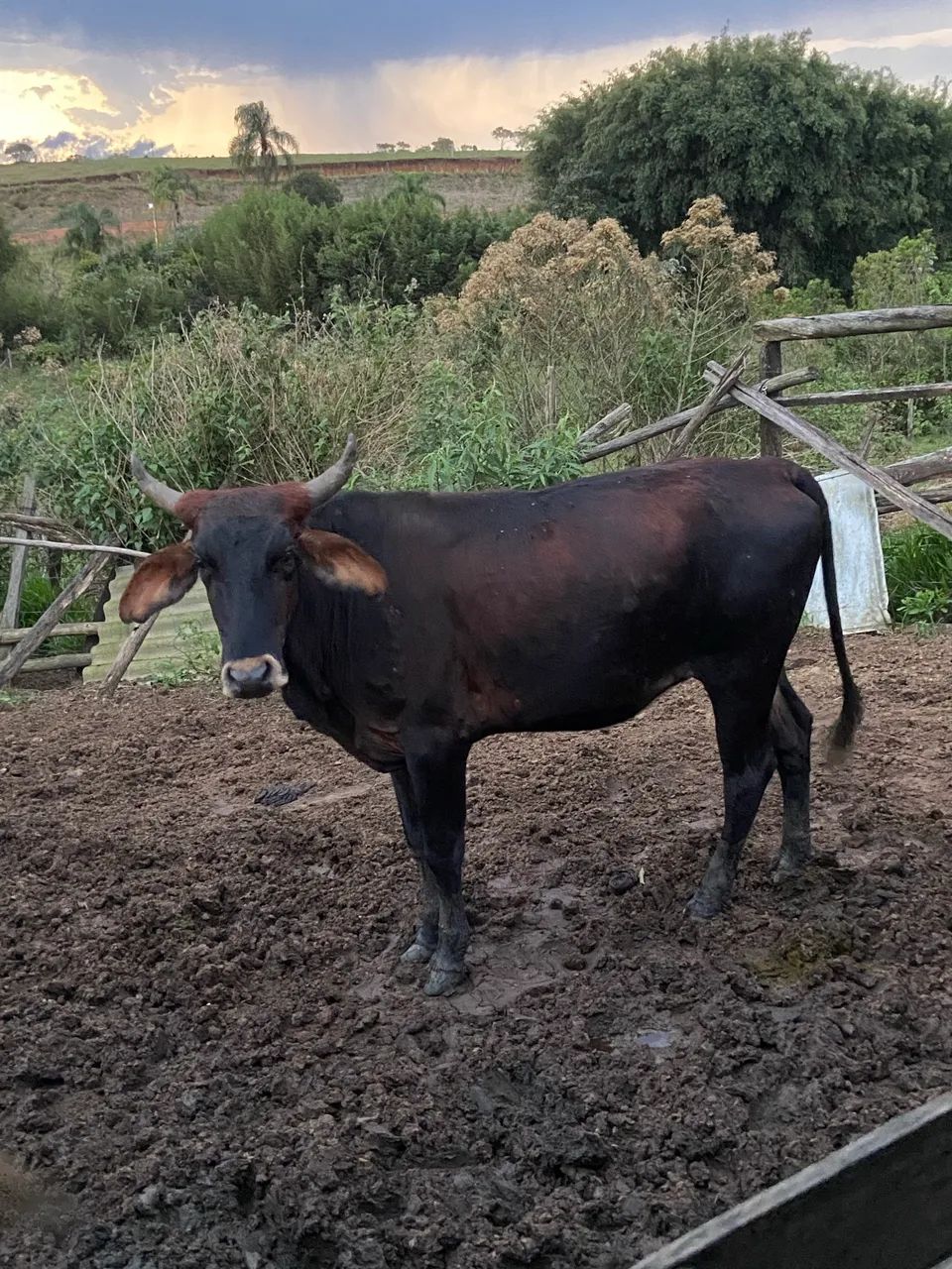 Vaca, novilha e bezerro  - Foto 3
