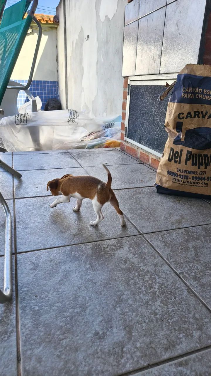 Cachorro  - Foto 3