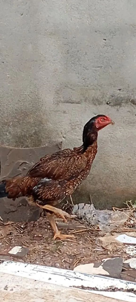 GALINHA DE RAÇA  - Foto 2