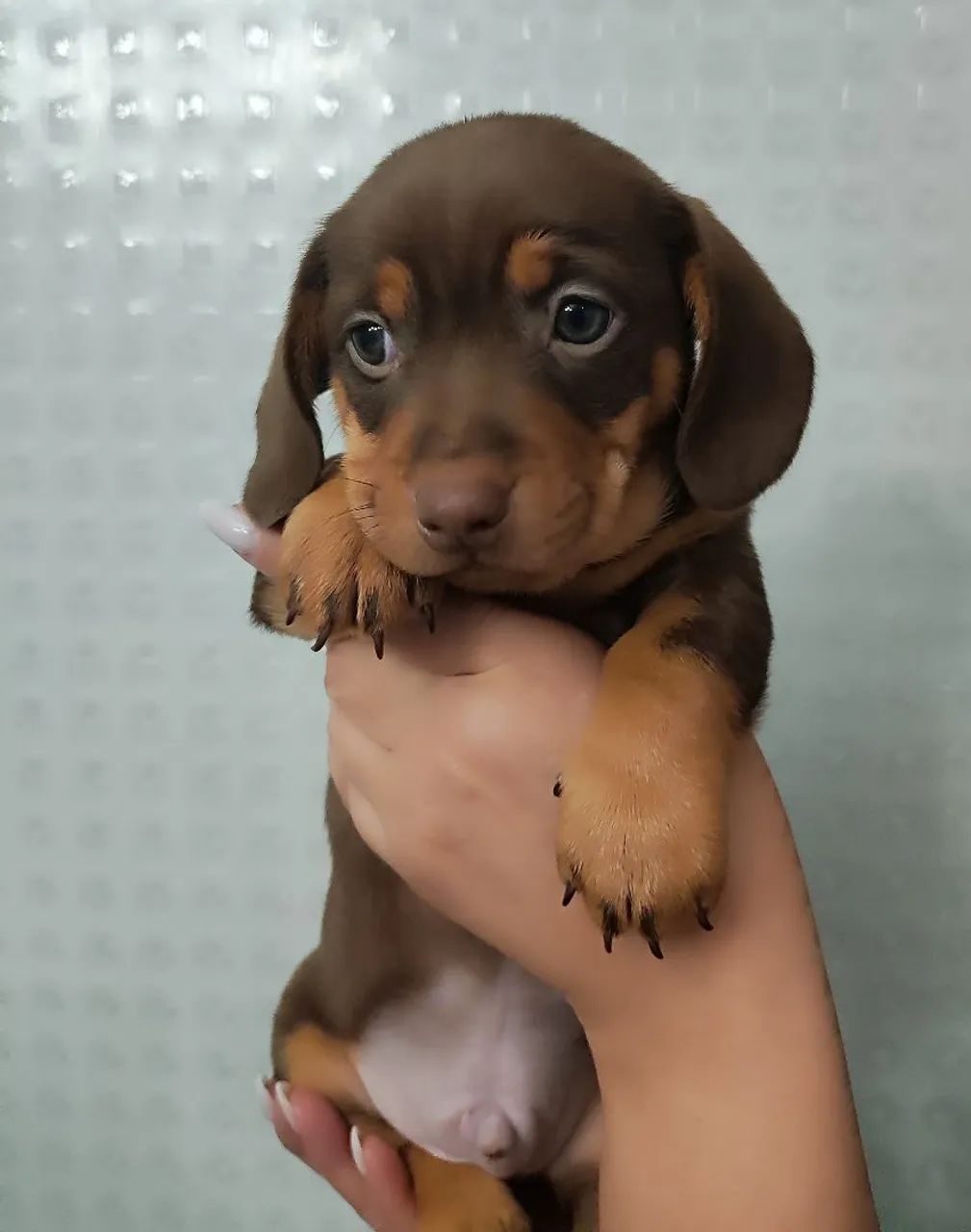Dachshund chocolate 