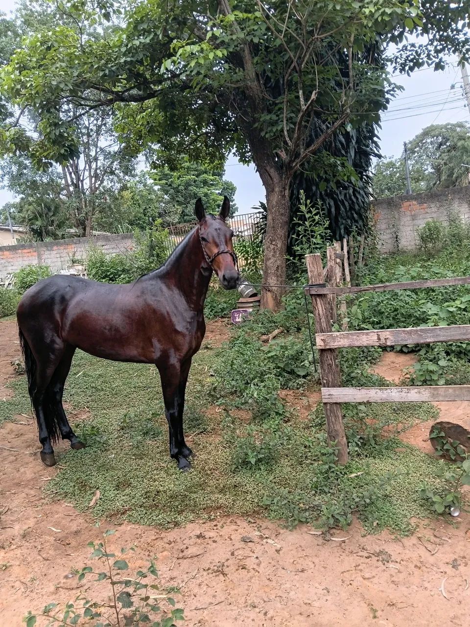Manga larga Machado  - Foto 2