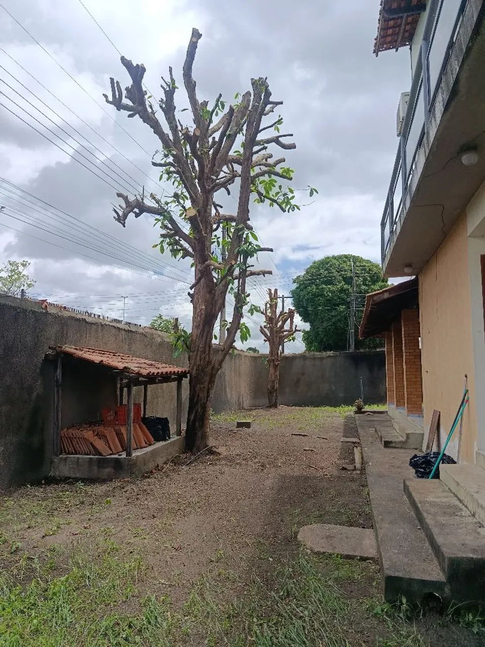 Corte e poda de árvore  - Foto 3