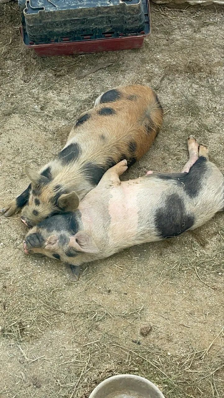 Doação responsável de mini pigs. - Foto 3