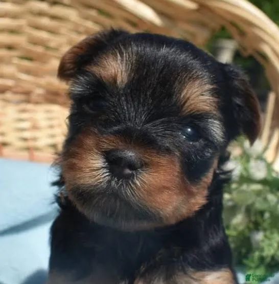 Yorkshire Mini Terrier Puros. 