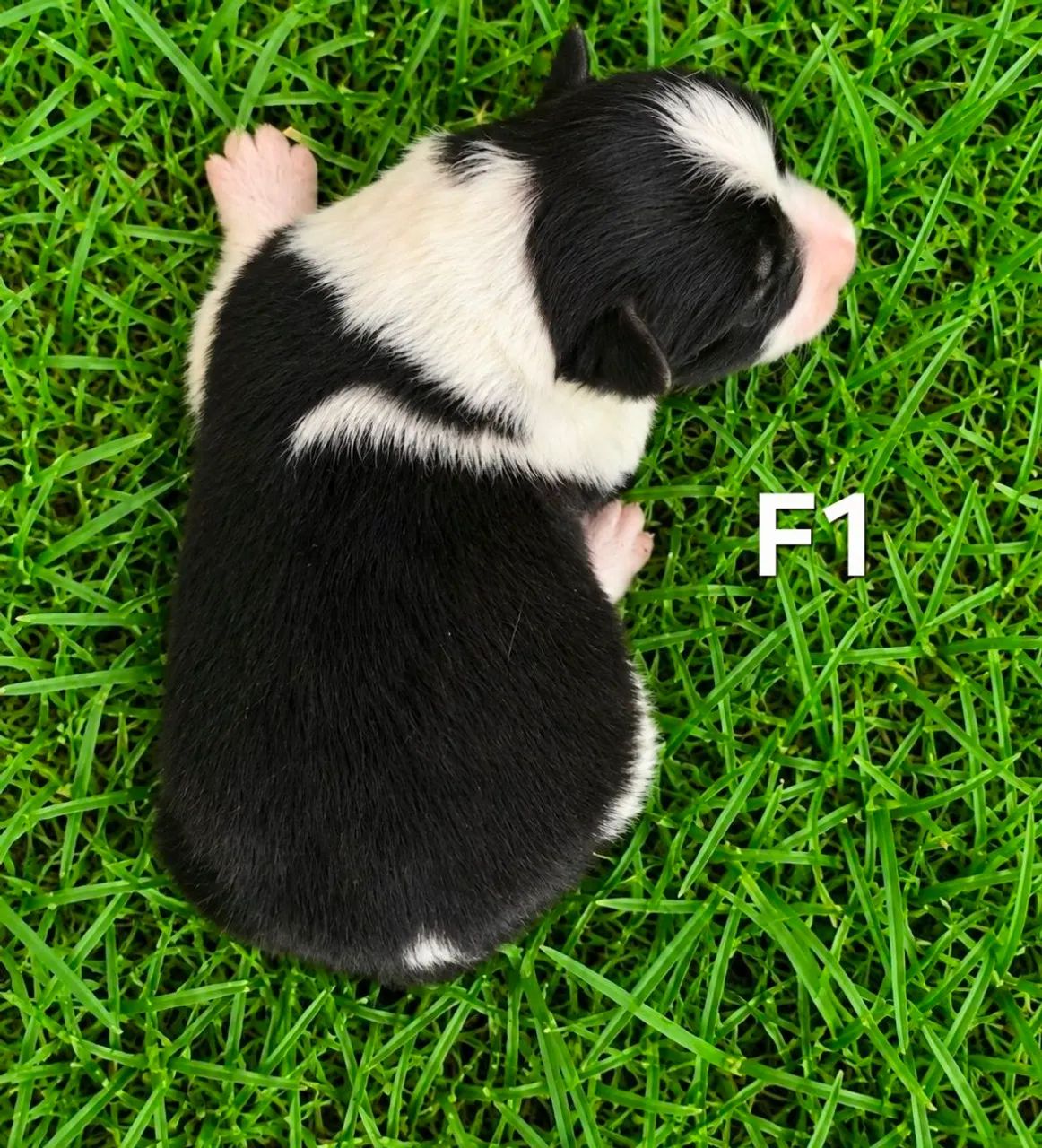 Filhotes de border collie - Foto 3
