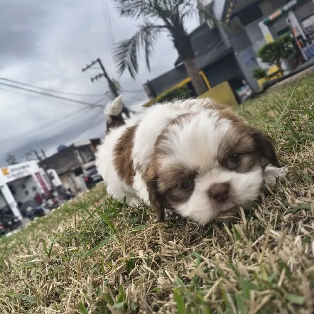 Macho de Shitzu lindos bebês  - Foto 2
