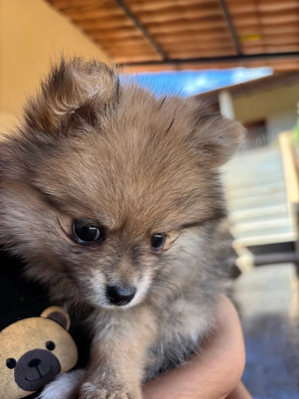 Spitz Anão - Foto 2