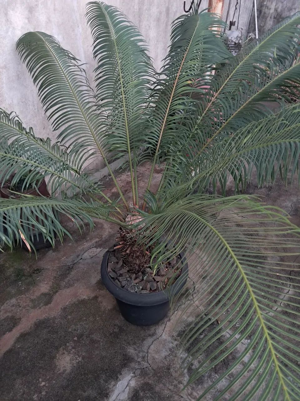 Palmeira Cica - Foto 2