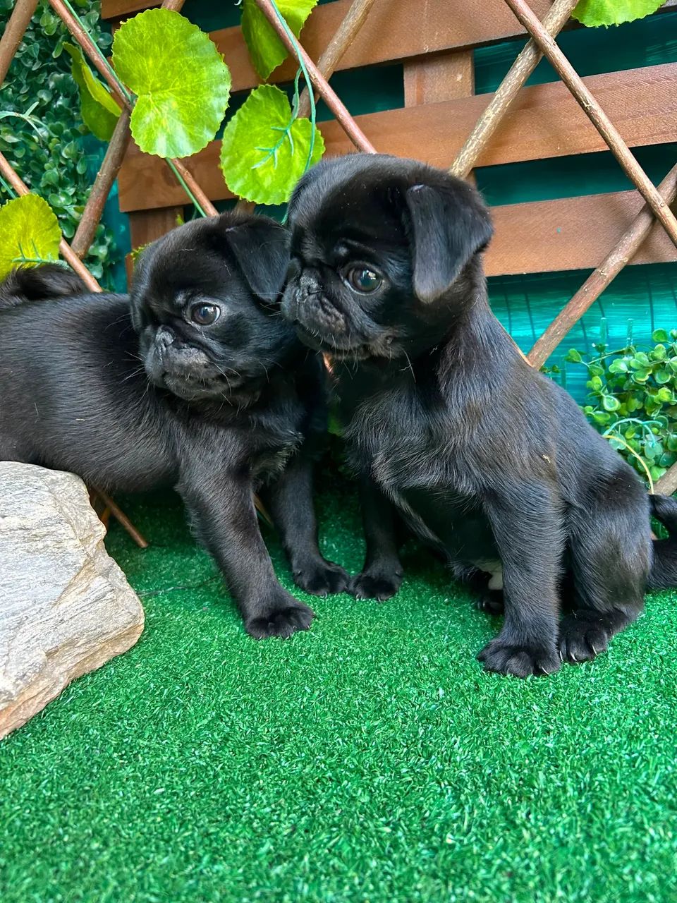 Pug Machos  - Foto 3