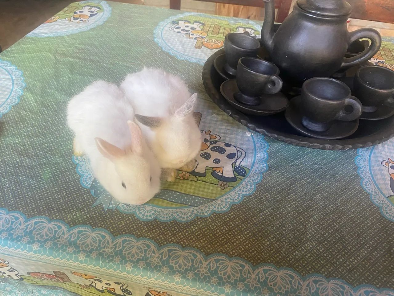 Coelhos - Foto 2