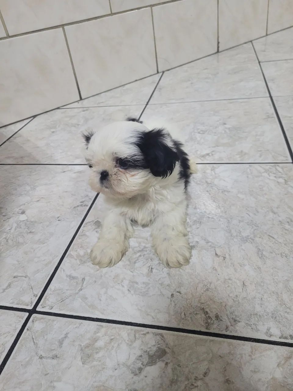 Shitzu branco e preto 