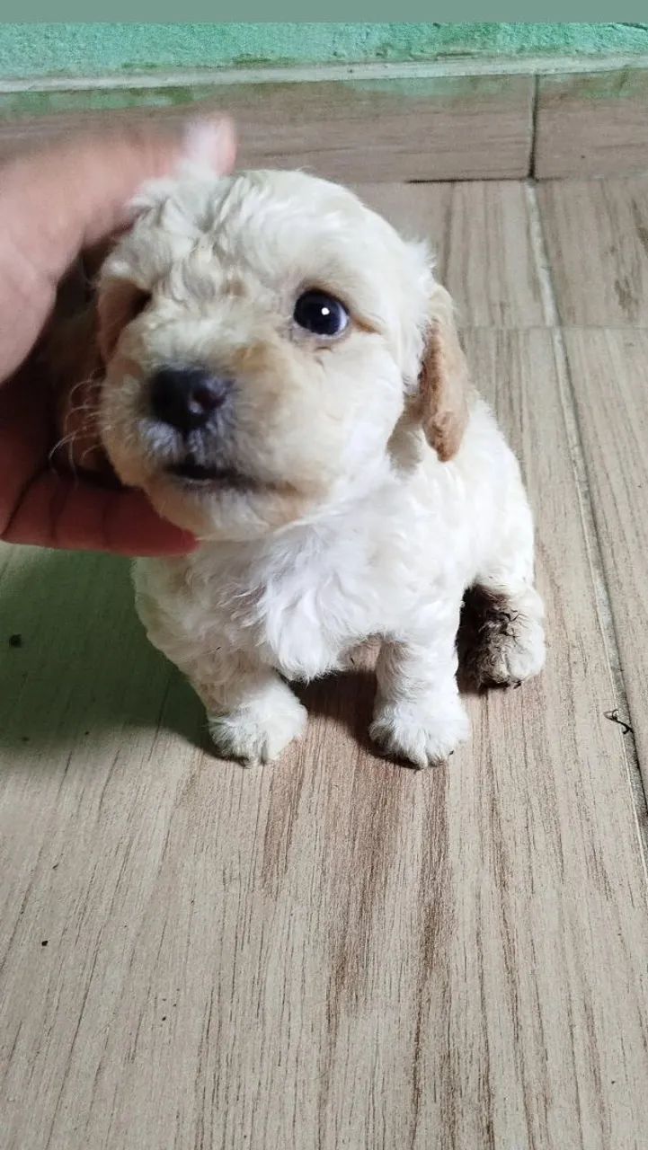 Poodle toy - Foto 3