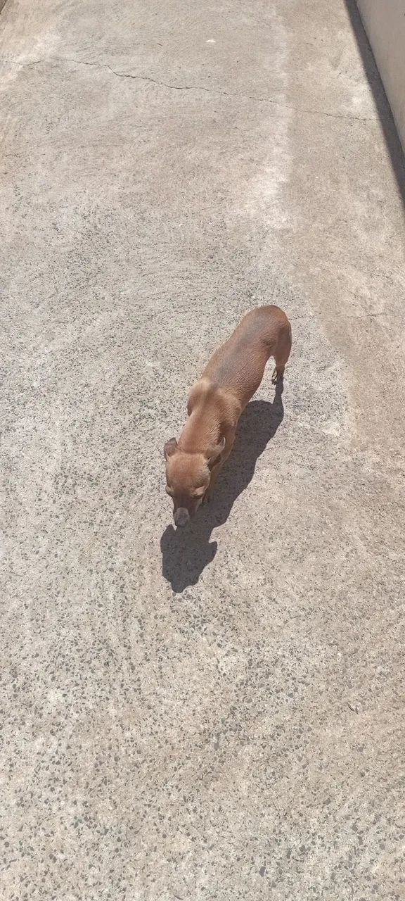 Filhote de Pinscher 1 - Foto 5
