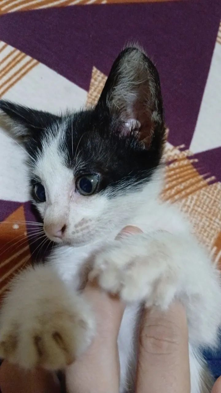 Filhote de gato para adoção  - Foto 2