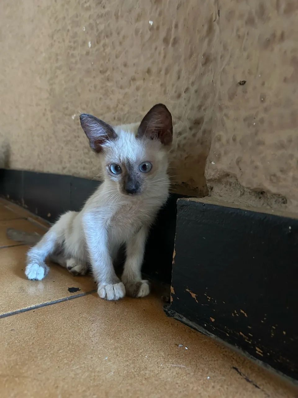 Filhotes para doação  - Foto 3
