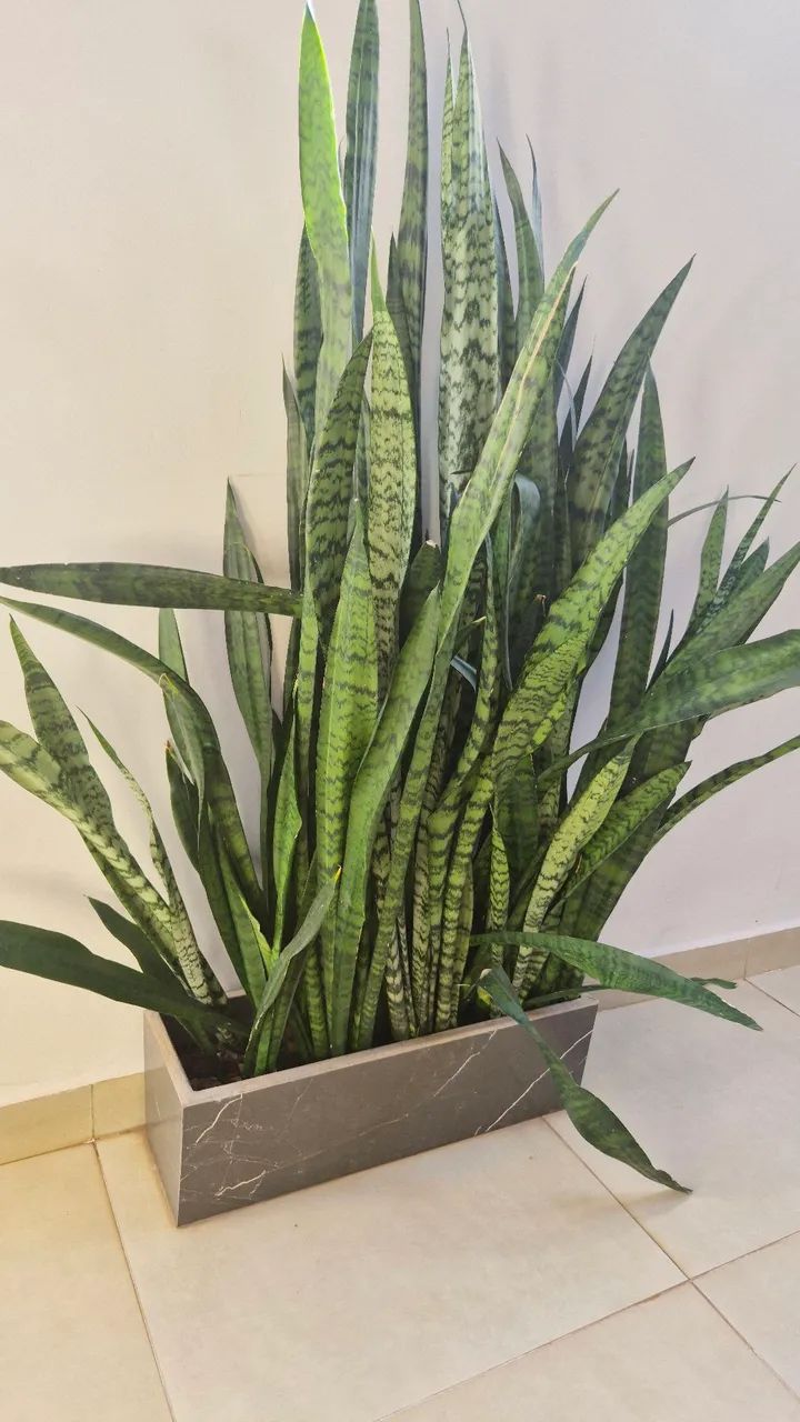 Vaso de plantas