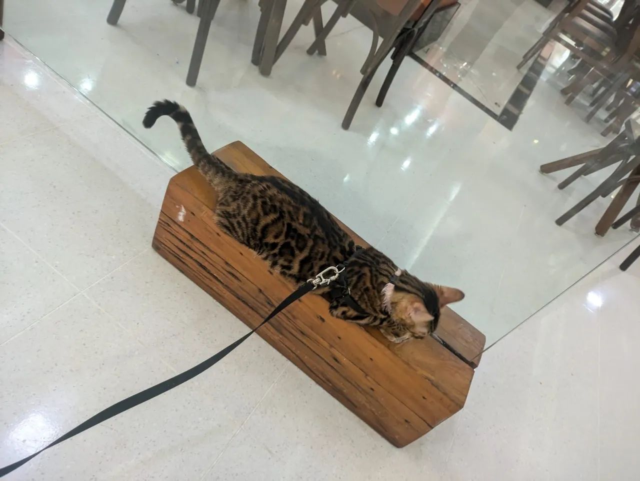 Gata bengal adulta acostumada na coleira  - Foto 2