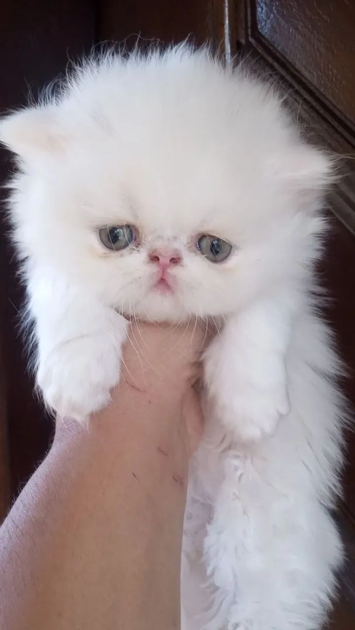 Gato persa - Gatos - Vila Mafra, São Paulo 1547317117 | OLX