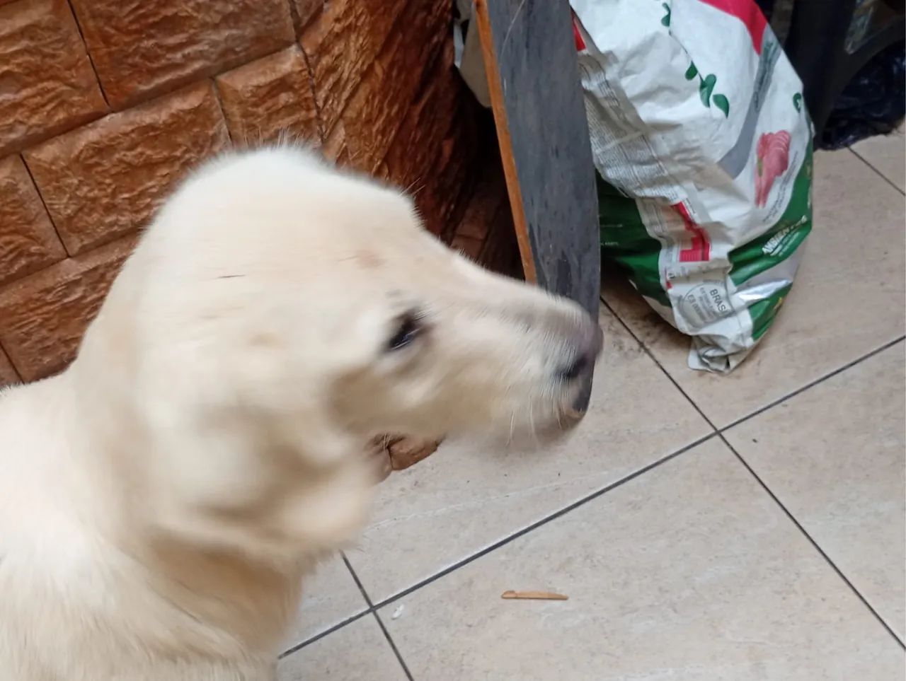 Doação de cães 