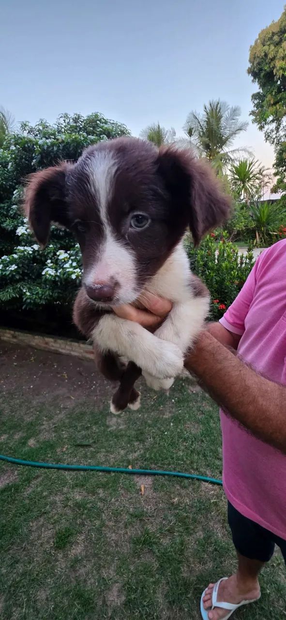 Border Collie - Foto 5