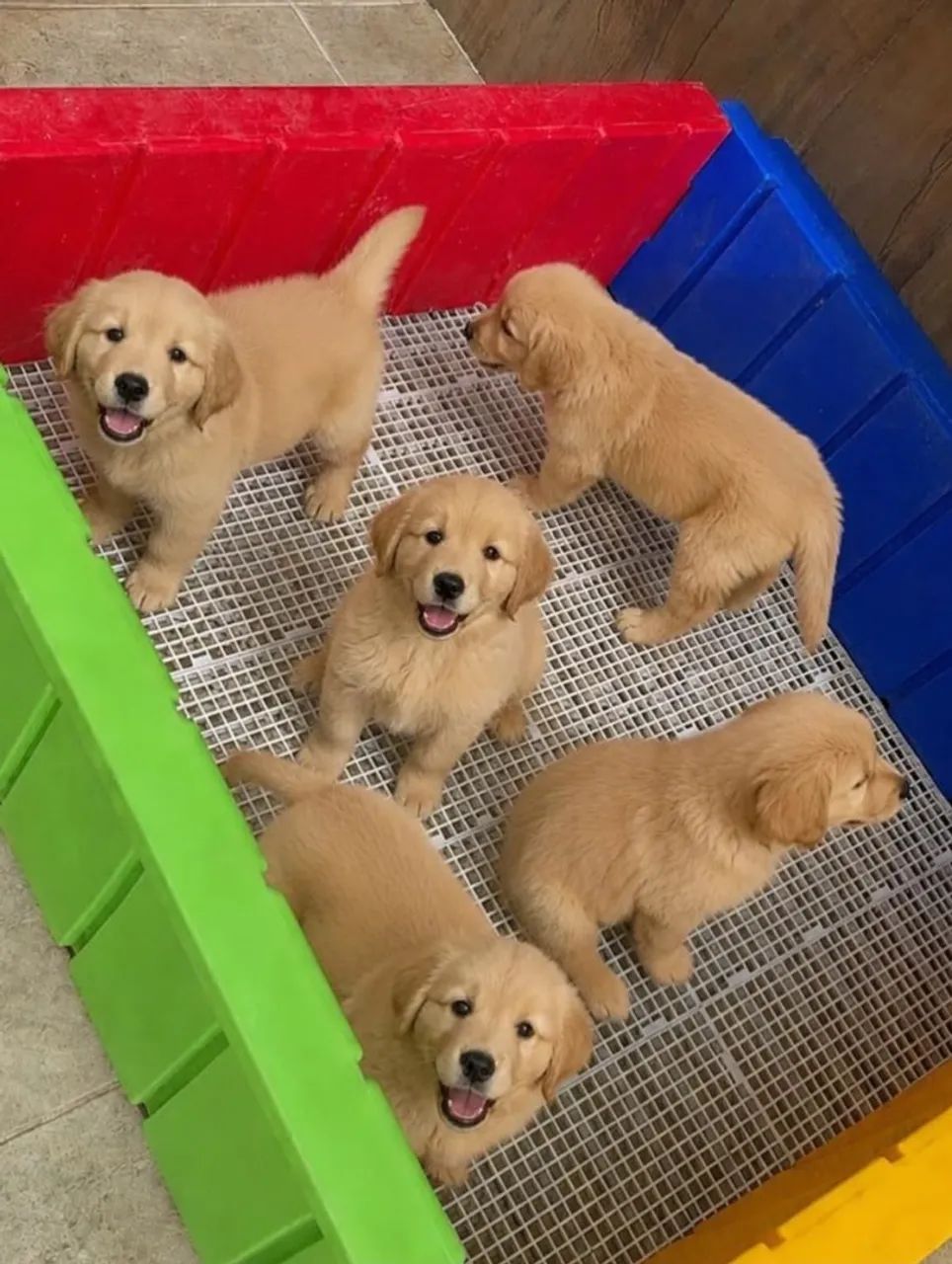 Goldem