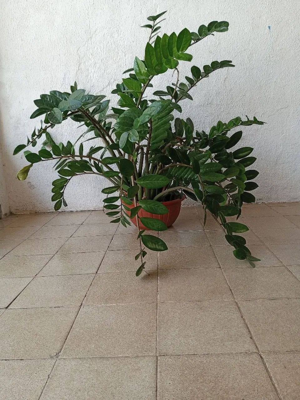 Zamioculca grande  - Foto 3