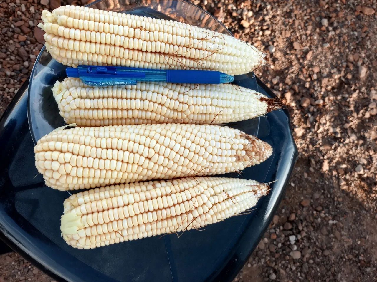 Milho verde na espiga