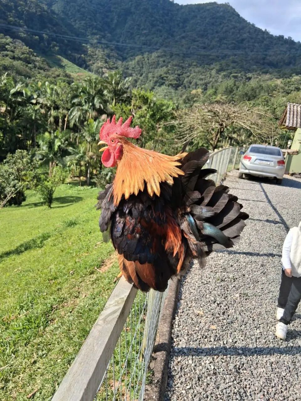 Galos Garnizé Nagazaki