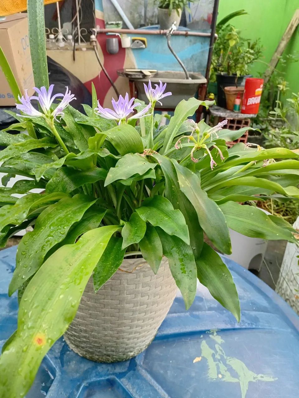 Plantas  - Foto 5