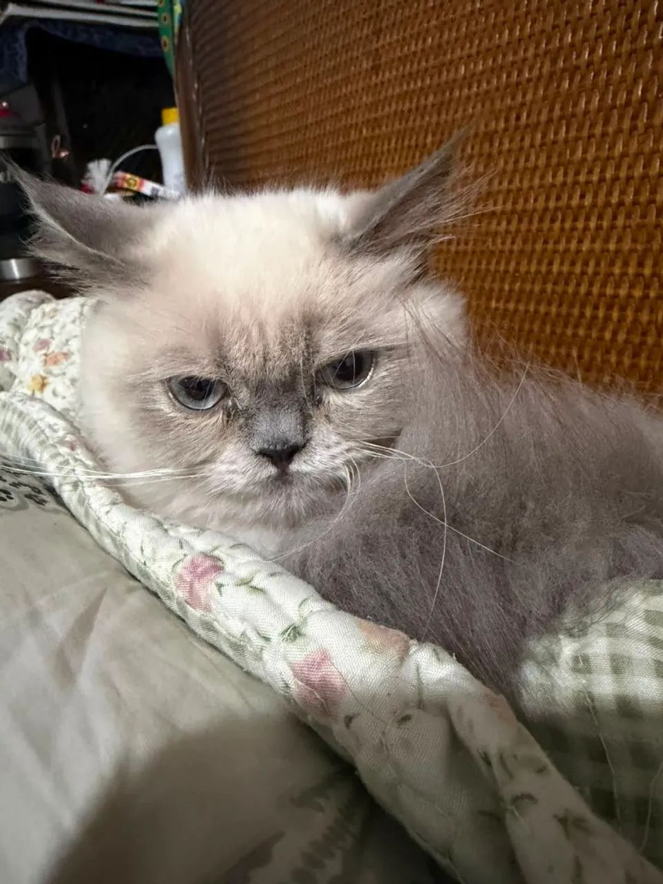 GATO **Persa ** legitimo - Foto 3