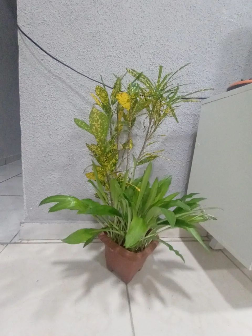 Plantas  - Foto 3