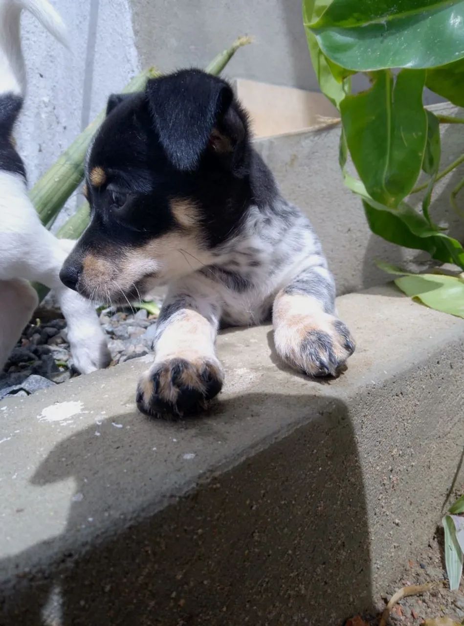 FILHOTES DE PINSCHER COM SALSISHA  - Foto 2