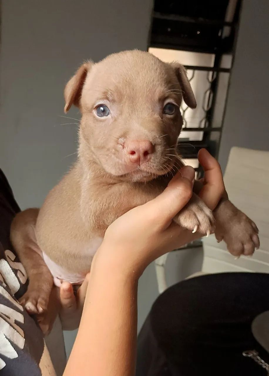 Pitbull filhote - Foto 3