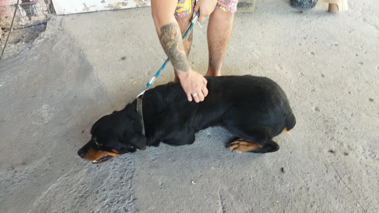 Doação de Rottweiler macho