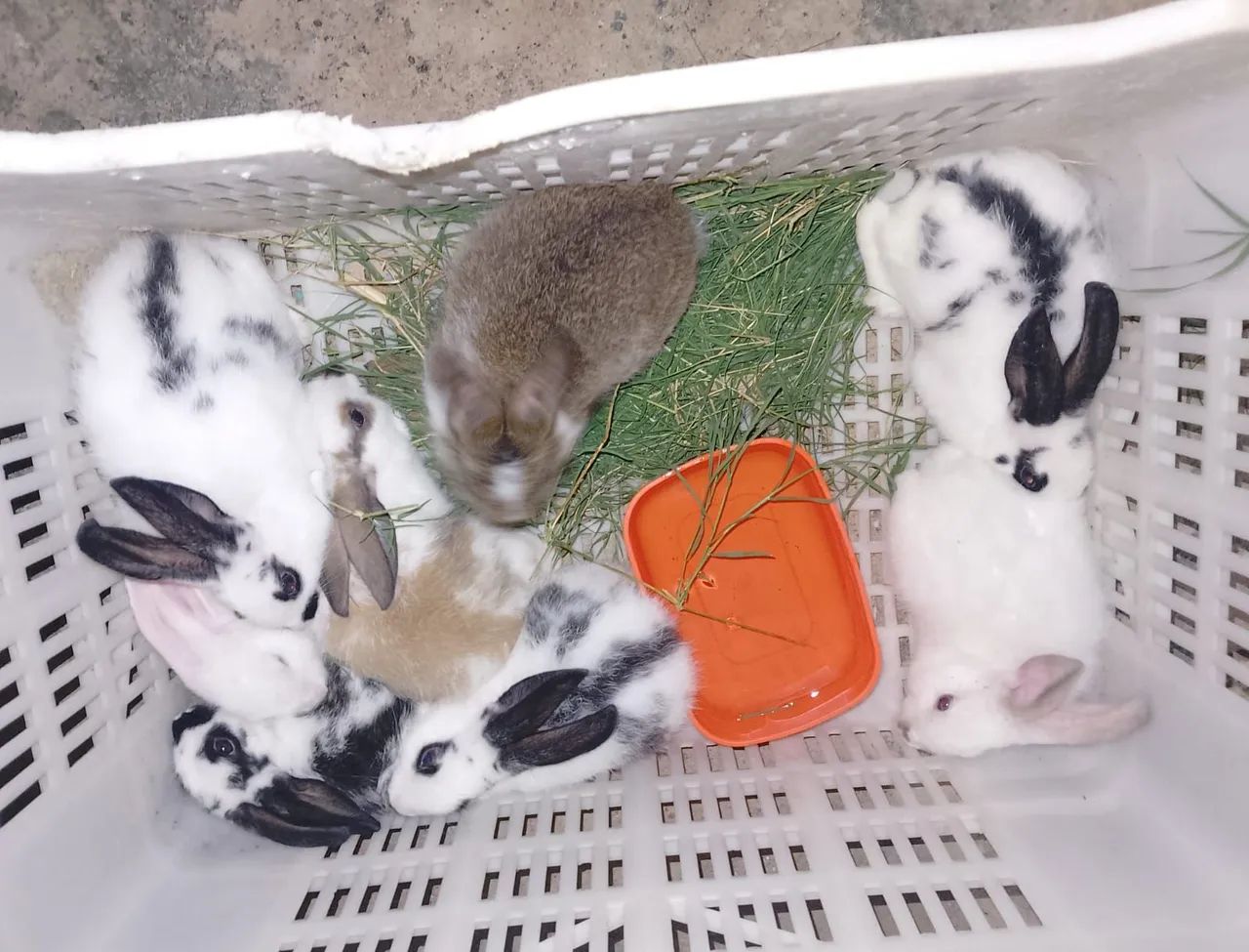 Vende se coelho ? - Foto 2