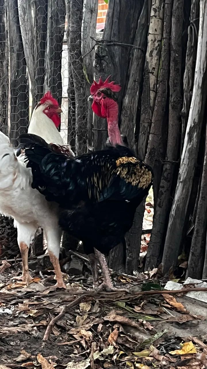 Frangos Polaco Balão  - Foto 2