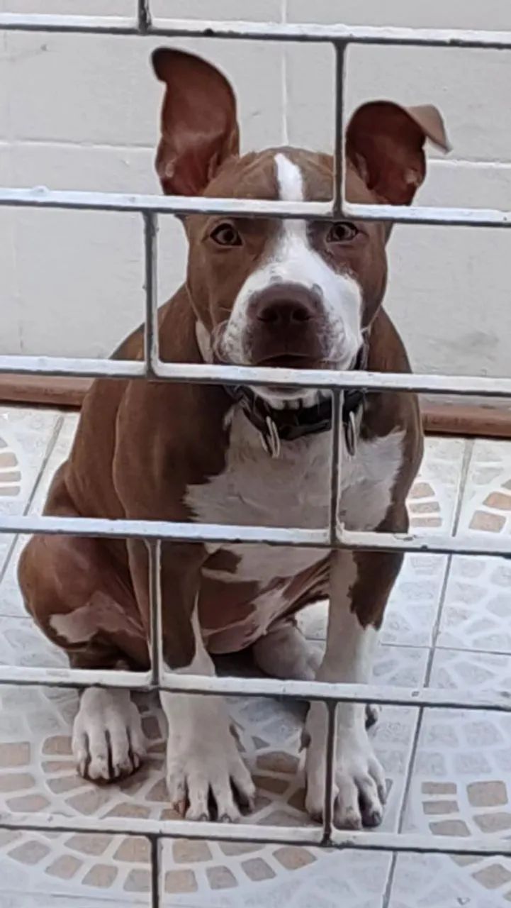 Vendo Pitbull Monster - Foto 3