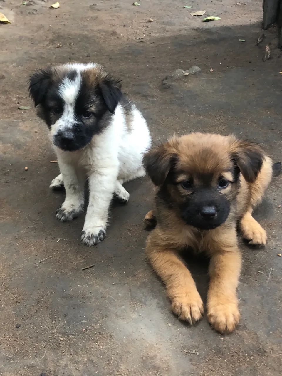 chow-chow - Foto 4