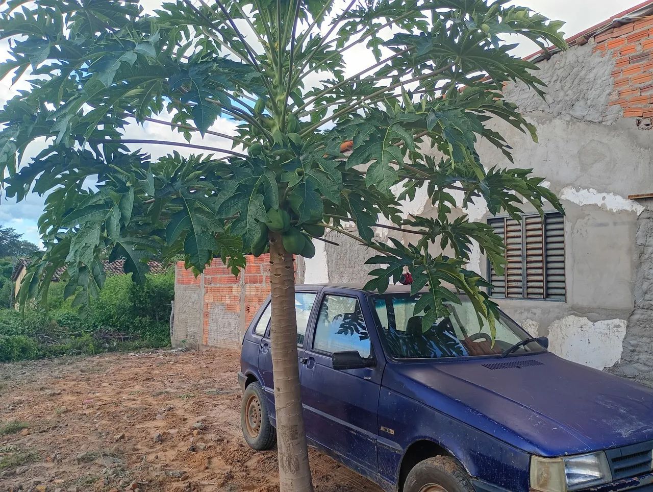 Fiat Uno Mille EP 2P E 4P 1996