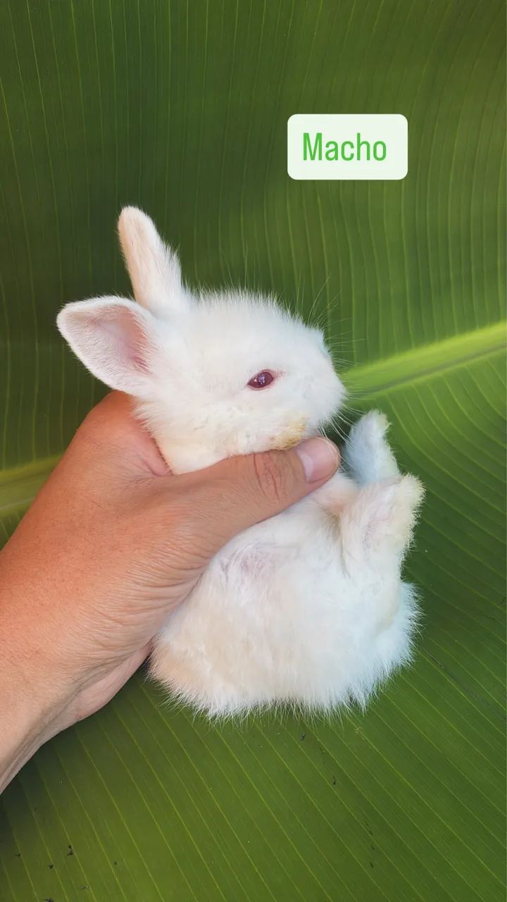 FILHOTES DE COELHO MINI LION HEAD - UMA FOFURA IRRESISTÍVEL  - Foto 4