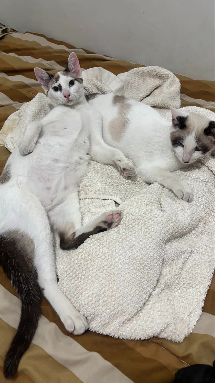 DOA-SE 2 GATOS - Foto 4