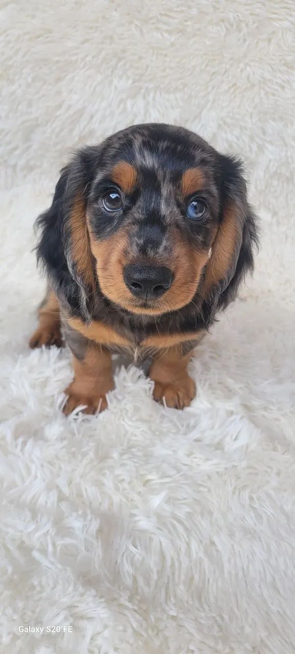 Dachshund Macho Pelo Longo 